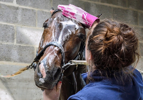 Laver le cheval, un vrai geste de santé !