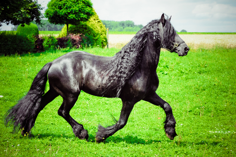 Un beau cheval a fière allure !