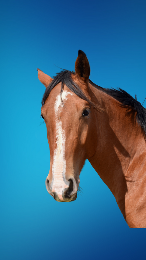 Produits de soins aux ingrédients naturels pour le Bien-être & la Beauté du Cheval, 100% marocains.